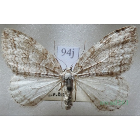 Epirrita autumnata (Borkhausen, 1794) Paśnik jesieniak Czech94j